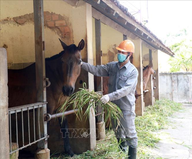 Nhân viên Trại chăn nuôi Suối Dầu chăm sóc ngựa. Ảnh: Xuân Triệu - TTXVN