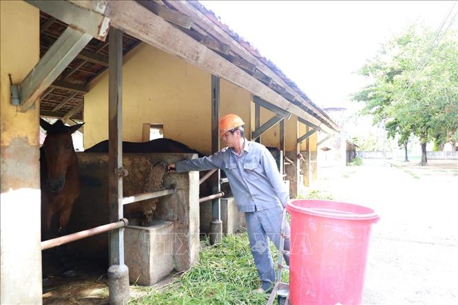 Nhân viên Trại chăn nuôi Suối Dầu cung cấp thức ăn tinh cho ngựa. Ảnh: Xuân Triệu - TTXVN