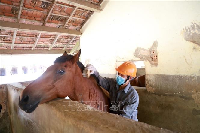 Nhân viên Trại chăn nuôi Suối Dầu chăm sóc ngựa. Ảnh: Xuân Triệu - TTXVN