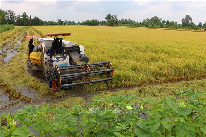 Canh tác lúa phát thải thấp được xây dựng dựa trên các nguyên tắc giảm lượng giống, quản lý nước hợp lý, dinh dưỡng chính xác và hạn chế sử dụng thuốc bảo vệ thực vật. Ảnh: Duy Khương – TTXVN