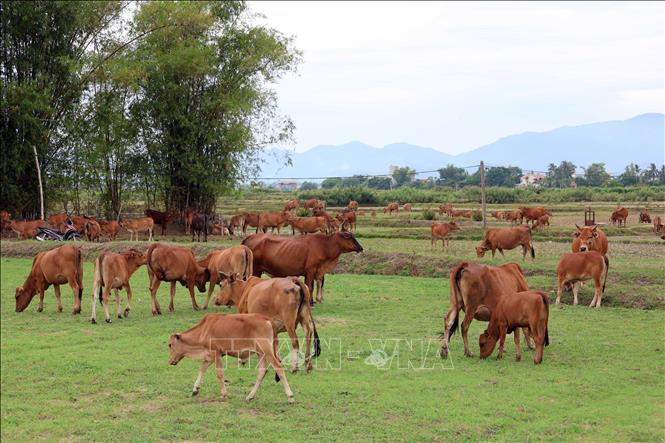 Đàn bò quy mô lớn được chăn thả trên cánh đồng ở xã Tam Xuân, thành phố Đà Nẵng. Ảnh: Đỗ Trưởng - TTXVN