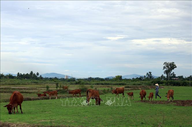 Chăn nuôi bò quy mô lớn phát triển mạnh ở nhiều vùng ngoại ô của thành phố Đà Nẵng. Ảnh: Đỗ Trưởng - TTXVN