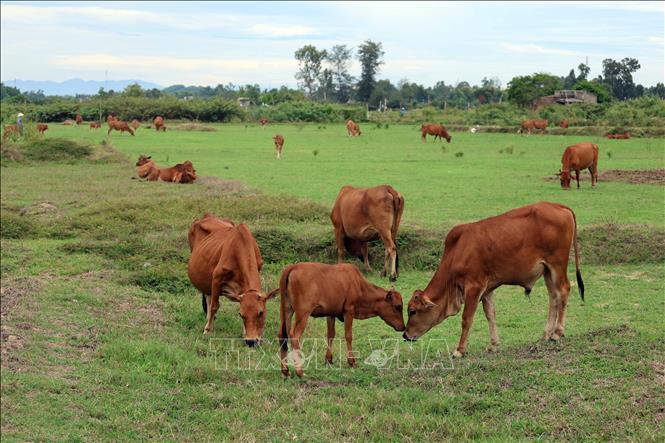 Đàn bò quy mô lớn được chăn thả trên cánh đồng ở xã Tam Xuân, thành phố Đà Nẵng. Ảnh: Đỗ Trưởng - TTXVN