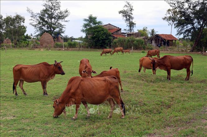 Thành phố Đà Nẵng hiện có hàng chục trang trại chăn nuôi bò quy mô lớn. Ảnh: Đỗ Trưởng - TTXVN