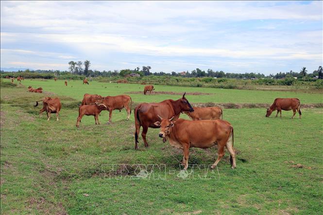 Đàn bò quy mô lớn được chăn thả trên cánh đồng ở xã Tam Xuân, thành phố Đà Nẵng. Ảnh: Đỗ Trưởng - TTXVN