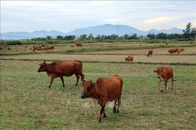 Đàn bò quy mô lớn được chăn thả trên cánh đồng ở xã Tam Xuân, thành phố Đà Nẵng. Ảnh: Đỗ Trưởng - TTXVN