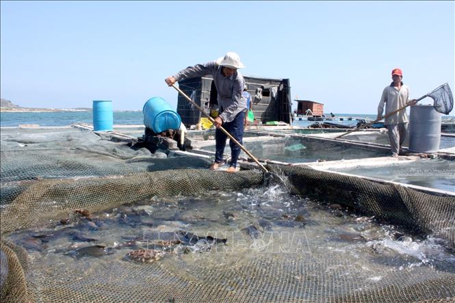 Phát triển nuôi trồng thủy sản trên biển được xem là một hướng đi để tái cơ cấu ngành thủy sản, giảm áp lực khai thác nguồn lợi tự nhiên và tạo sinh kế ổn định hơn cho người dân ven biển tỉnh Lâm Đồng. Ảnh: Hồng Hiếu - TTXVN