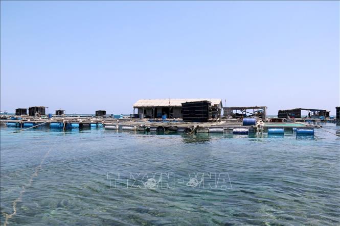 Đề án Phát triển nuôi trồng thủy sản trên biển tỉnh Lâm Đồng đến năm 2030, tầm nhìn đến năm 2045 được kỳ vọng tạo bước chuyển từ nuôi nhỏ lẻ, truyền thống sang nuôi biển công nghiệp, công nghệ cao. Ảnh: Hồng Hiếu - TTXVN