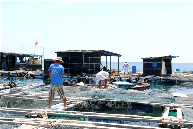 Nghề nuôi biển mở ra hướng đi đầy triển vọng cho tỉnh Lâm Đồng trong bối cảnh nguồn lợi hải sản tự nhiên ngày càng cạn kiệt. Ảnh: Hồng Hiếu - TTXVN