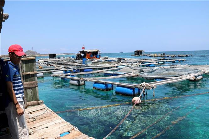 Để biến lợi thế thành giá trị kinh tế, Lâm Đồng đang đặt trọng tâm vào việc tổ chức lại không gian và phương thức sản xuất, hướng tới phát triển nghề nuôi biển một cách bền vững. Ảnh: Hồng Hiếu - TTXVN