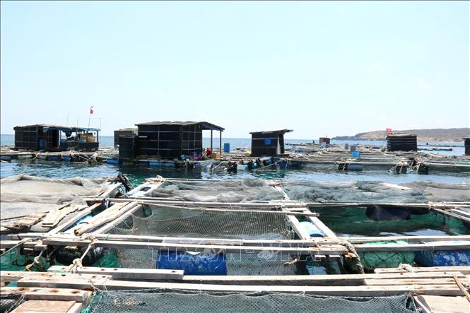 Lâm Đồng là địa phương sở hữu nhiều điều kiện thuận lợi để phát triển đa dạng các loại hình nuôi biển. Ảnh: Hồng Hiếu - TTXVN