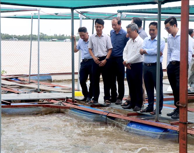 Đoàn khảo sát vùng nuôi thủy sản lồng bè tại xã An Bình. Ảnh: Lê Thúy Hằng – TTXVN
