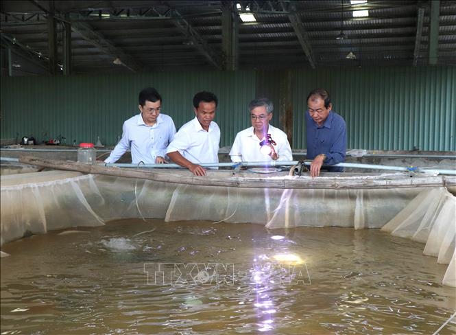 Đoàn khảo sát tại Trại Thuỷ sản (phường Tân Ngãi). Ảnh: Lê Thúy Hằng - TTXVN 
