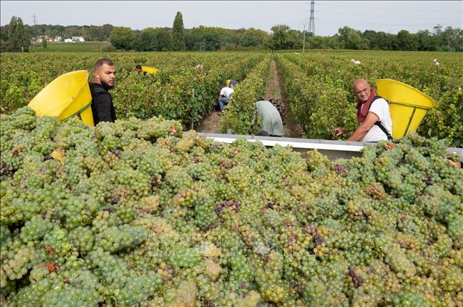 Người dân thu hoạch nho tại Leognan, Bordeaux, Pháp. Ảnh: THX/TTXVN phát