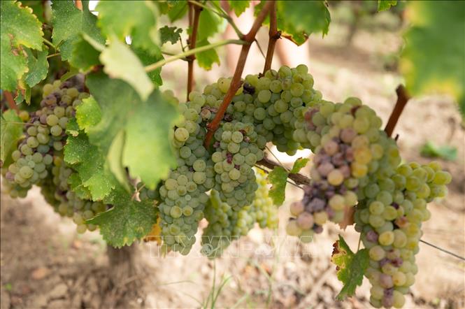 Nho được trồng tại Leognan, Bordeaux, Pháp. Ảnh: THX/TTXVN phát