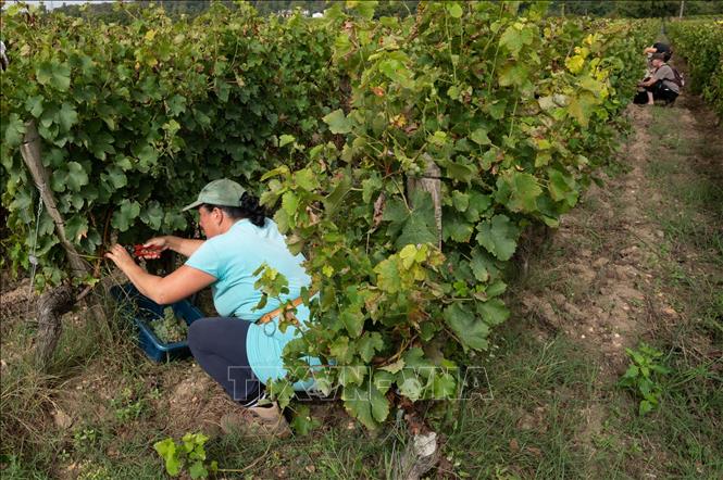 Người dân thu hoạch nho tại Leognan, Bordeaux, Pháp. Ảnh: THX/TTXVN phát