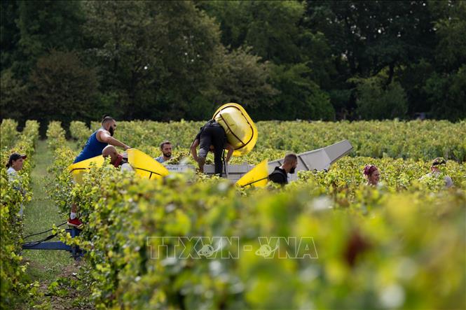 Người dân thu hoạch nho tại Leognan, Bordeaux, Pháp. Ảnh: THX/TTXVN phát