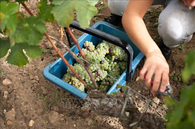 Người dân thu hoạch nho tại Leognan, Bordeaux, Pháp. Ảnh: THX/TTXVN phát