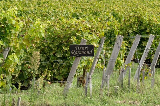 Nho được trồng tại Leognan, Bordeaux, Pháp. Ảnh: THX/TTXVN phát