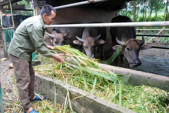 Anh Nguyễn Đình Chinh, thôn Thắng Lợi, xã Thạch Quảng (Thanh Hóa) được hỗ trợ trâu sinh sản, đàn ngan và vay vốn ưu đãi để phát triển kinh tế, thoát nghèo. Ảnh: Việt Hoàng – TTXVN