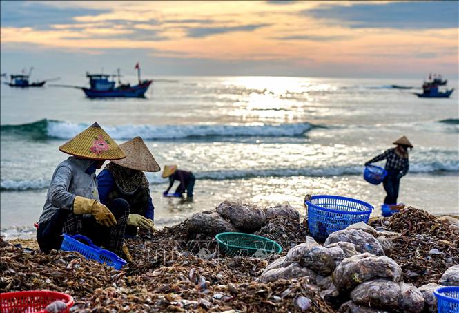 Không chỉ là nơi giao thương hải sản, chợ cá Tam Tiến còn phản ánh sinh động đời sống của cộng đồng cư dân miền biển. Ảnh: Khánh Hoà - TTXVN