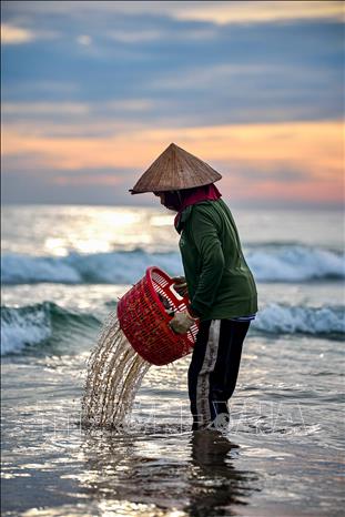 Không chỉ là nơi giao thương hải sản, chợ cá Tam Tiến còn phản ánh sinh động đời sống của cộng đồng cư dân miền biển. Ảnh: Khánh Hoà - TTXVN      