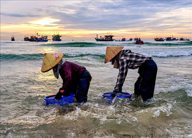 Không chỉ là nơi giao thương hải sản, chợ cá Tam Tiến còn phản ánh sinh động đời sống của cộng đồng cư dân miền biển. Ảnh: Khánh Hoà - TTXVN