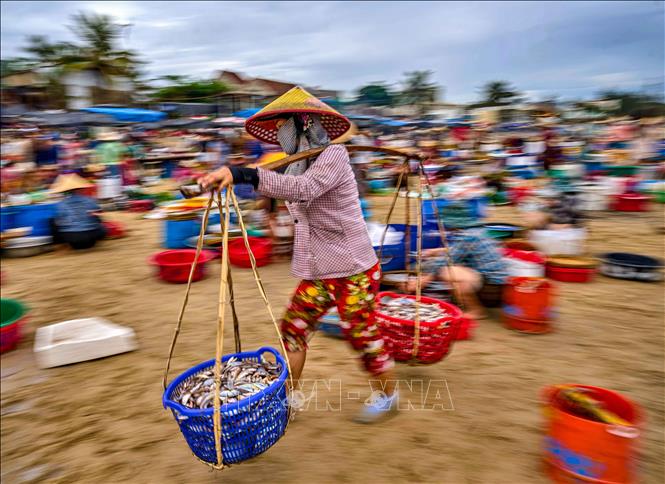 Không chỉ là nơi giao thương hải sản, chợ cá Tam Tiến còn phản ánh sinh động đời sống của cộng đồng cư dân miền biển. Ảnh: Khánh Hoà - TTXVN