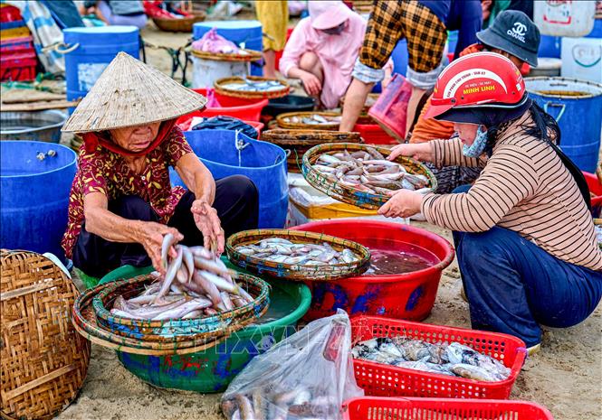 Hải sản ở chợ Tam Tiến đa dạng với đủ loại cá như cá ngừ, cá nục, cá cơm, mực, ghẹ… Ảnh: Khánh Hoà - TTXVN