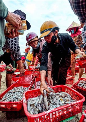  Hải sản ở chợ Tam Tiến đa dạng với đủ loại cá như cá ngừ, cá nục, cá cơm, mực, ghẹ… Ảnh: Khánh Hoà - TTXVN       
