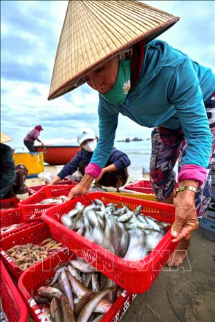 Hải sản ở chợ Tam Tiến với đủ loại cá như cá ngừ, cá nục, cá cơm, mực, ghẹ… Ảnh: Khánh Hoà - TTXVN