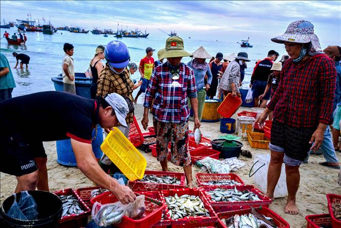 Hải sản ở chợ Tam Tiến với đủ loại cá như cá ngừ, cá nục, cá cơm, mực, ghẹ… Ảnh: Khánh Hoà - TTXVN