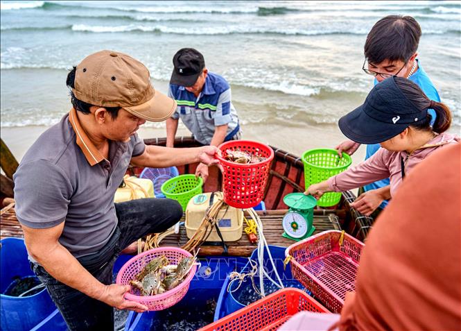 Hải sản ở chợ Tam Tiến với đủ loại cá như cá ngừ, cá nục, cá cơm, mực, ghẹ… Ảnh: Khánh Hoà - TTXVN