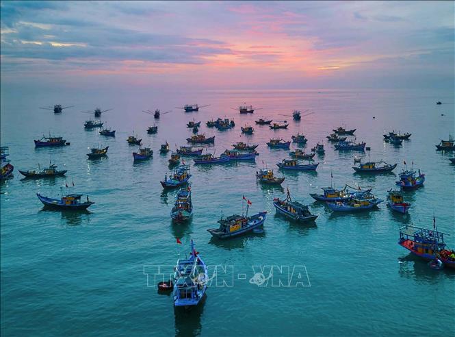 Chợ cá Tam Tiến chỉ hoạt động tích cực vào mùa hè (vụ cá nam), thường kéo dài từ tháng 4 đến tháng 9 hàng năm. Vào mùa mưa bão (từ tháng 10 trở đi), chợ sẽ dừng họp do biển động, tàu thuyền không ra khơi. Ảnh: Khánh Hoà - TTXVN