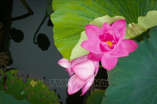 Hoa sen khoe sắc tại Đông Hồ, Vũ Hán, tỉnh Hồ Bắc, Trung Quốc, ngày 11/8/2026. Ảnh: THX/TTXVN phát