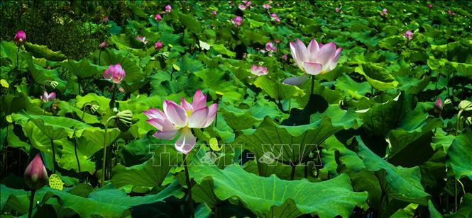 Hoa sen khoe sắc tại Đông Hồ, Vũ Hán, tỉnh Hồ Bắc, Trung Quốc, ngày 8/8/2026. Ảnh: THX/TTXVN phát