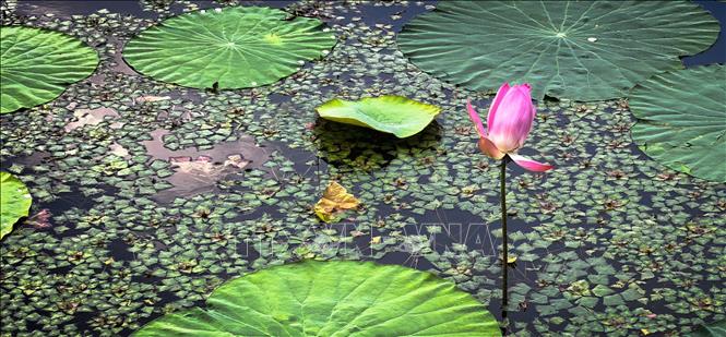 Hoa sen khoe sắc tại Đông Hồ, Vũ Hán, tỉnh Hồ Bắc, Trung Quốc, ngày 8/8/2026. Ảnh: THX/TTXVN phát