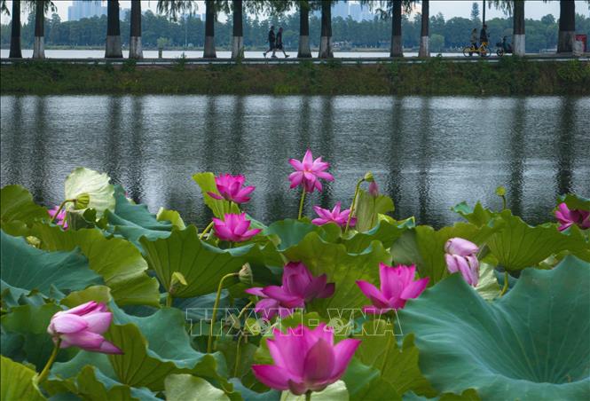 Hoa sen khoe sắc tại Đông Hồ, Vũ Hán, tỉnh Hồ Bắc, Trung Quốc, ngày 8/8/2026. Ảnh: THX/TTXVN phát