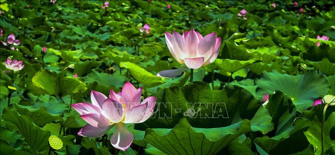 Hoa sen khoe sắc tại Đông Hồ, Vũ Hán, tỉnh Hồ Bắc, Trung Quốc, ngày 8/8/2026. Ảnh: THX/TTXVN phát