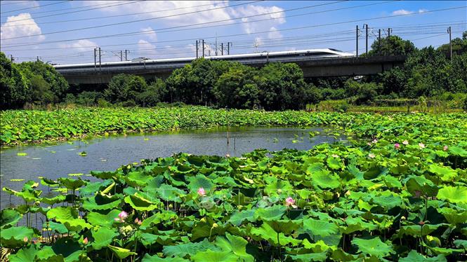 Hoa sen khoe sắc tại Đông Hồ, Vũ Hán, tỉnh Hồ Bắc, Trung Quốc, ngày 8/8/2026. Ảnh: THX/TTXVN phát