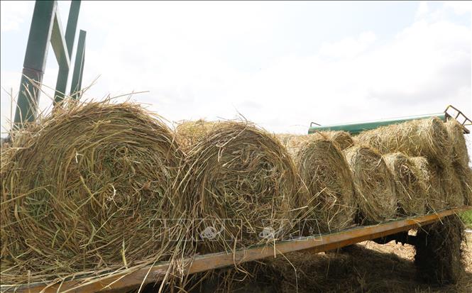 Lượng rơm dồi dào trên đồng sau thu hoạch là nguồn tăng thu nhập cho nông dân. Ảnh: Hồng Thái - TTXVN 