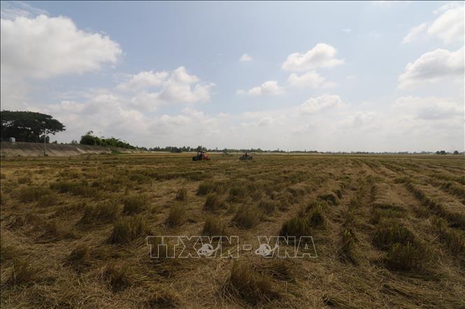 Lượng rơm dồi dào trên đồng sau thu hoạch là nguồn tăng thu nhập cho nông dân. Ảnh: Hồng Thái - TTXVN 