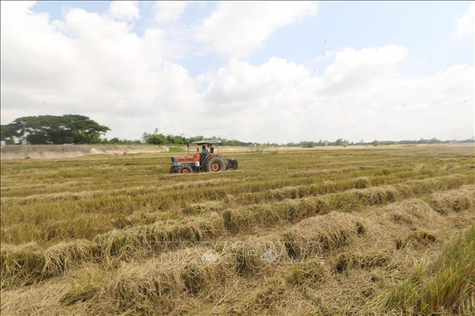 Thu gom rơm sau thu hoạch, góp phần hạn chế tình trạng đốt đồng. Ảnh: Hồng Thái - TTXVN 