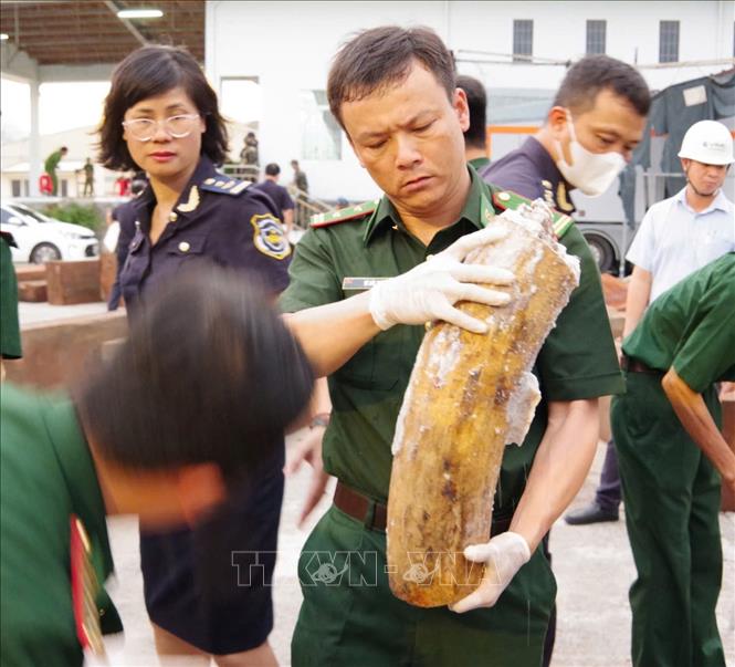Cơ quan chức năng phát hiện hơn 1,1 tấn ngà voi. Ảnh: TTXVN phát