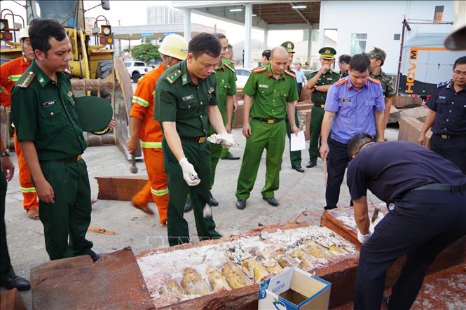 Cơ quan chức năng phát hiện hơn 1,1 tấn ngà voi. Ảnh: TTXVN phát