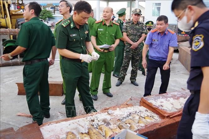 Cơ quan chức năng phát hiện hơn 1,1 tấn ngà voi. Ảnh: TTXVN phát