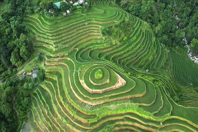 Những thửa ruộng bậc thang tạo nên cảnh quan đặc trưng, hấp dẫn du khách đến với Thông Nguyên. Ảnh: Minh Tâm -TTXVN