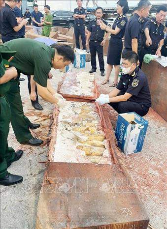Lực lượng chức năng thu giữ tang vật ngà voi tại cảng Quy Nhơn, tỉnh Gia Lai. Ảnh: Vũ Sinh - TTXVN