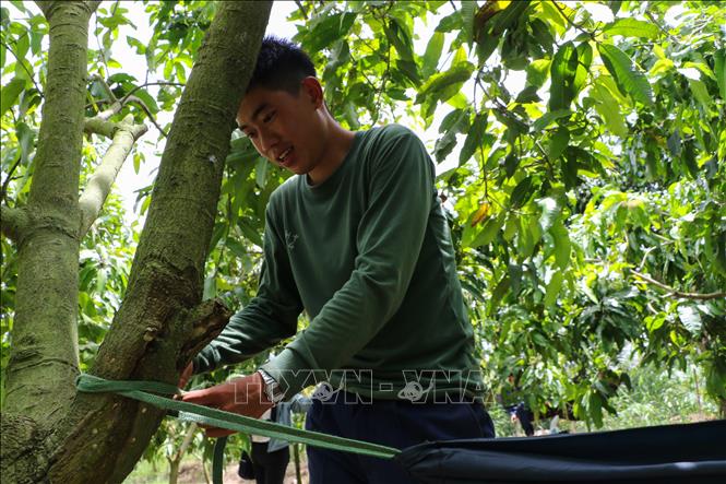 Chiến sĩ Đội K91 mắc võng chuẩn bị cho những phút nghỉ trưa. Ảnh: Hồng Thái - TTXVN