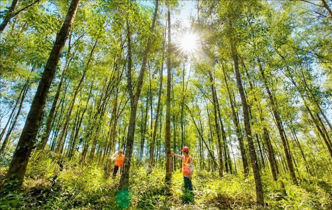 Tỉnh Quảng Trị đặt mục tiêu đến năm 2030 nâng diện tích rừng có chứng chỉ lên 80.000ha, hướng tới trở thành trung tâm cung cấp nguyên liệu và chế biến gỗ rừng trồng của khu vực miền Trung. Ảnh: TTXVN phát